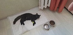 Майбах